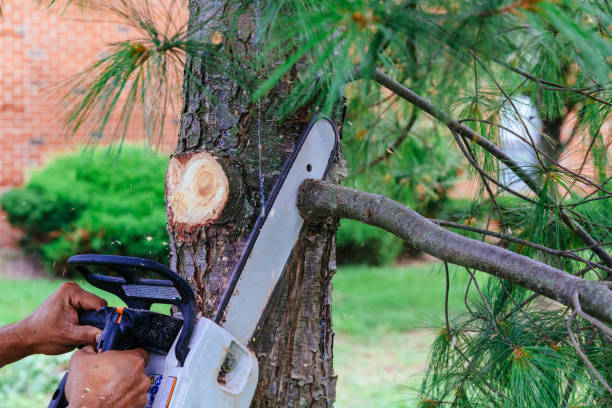 How Our Tree Care Process Works  in Combes, TX